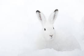 White rabbit sitting in the snow